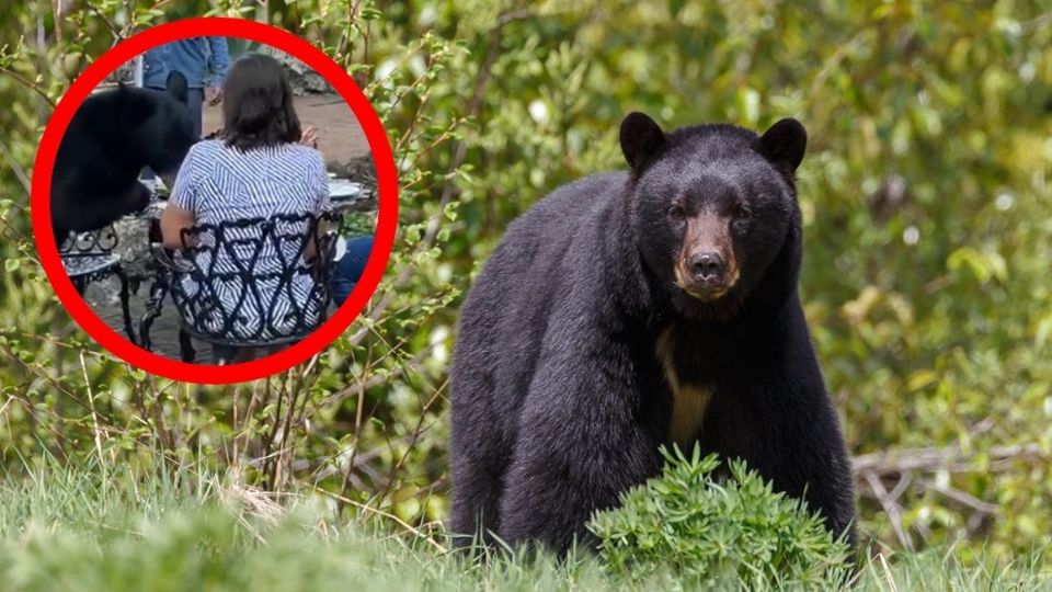 El oso llegó a un restaurante en San Pedro.