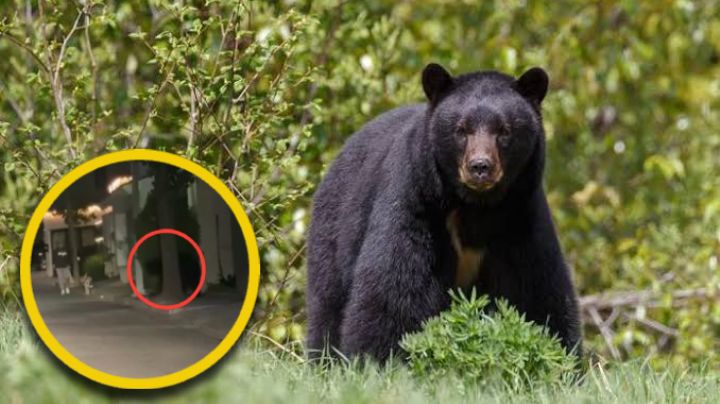 Hombre se encuentra con oso mientras paseaba a su perro; se llevó el susto de su vida | VIDEO