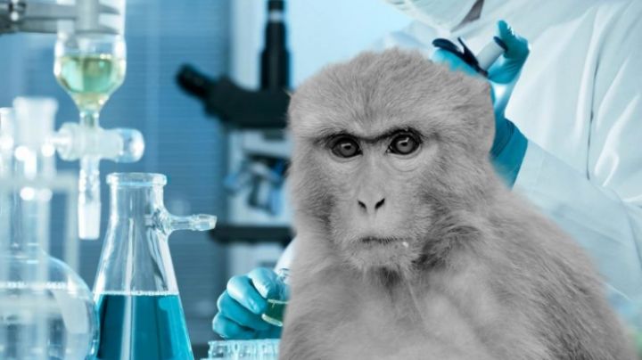 Escapan 43 monos de centro de investigación; el empleado nuevo no cerró bien la puerta