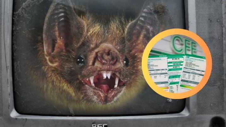 CFE: ¿Conoces el 'consumo vampiro'?; así podrías evitarlo y ahorrar hasta un 10% en tu factura