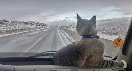 Gato de Laredo, Texas, se convierte en trailero; ha recorrido casi todo Estados Unidos en su camión