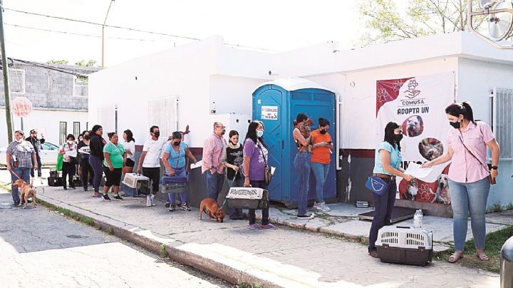 Combaten la sobrepoblación de animalitos callejeros