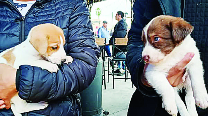 Luchan contra el maltrato animal en Nuevo Laredo