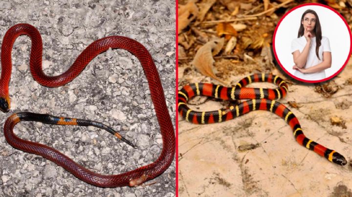Conoce las diferencias entre una serpiente ‘coralillo’ real y una falsa | VIDEO