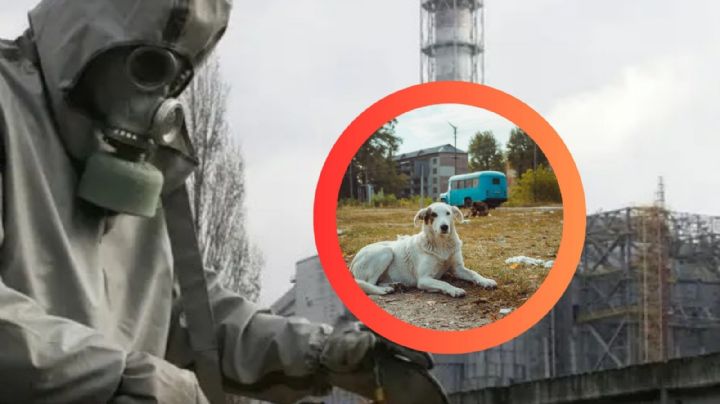 Perros callejeros de Chernóbil sorprenden a científicos al desarrollar un ‘superpoder’ para sobrevivir en la zona