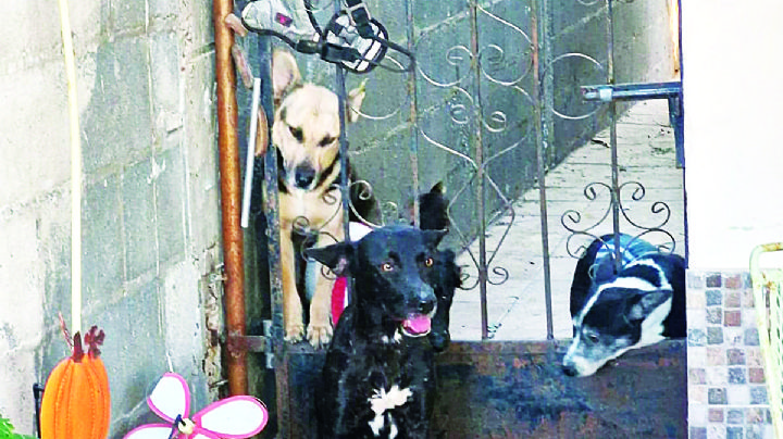 Nuevo Laredo: rescatan a perrita maltratada por dueño en colonia La Joya