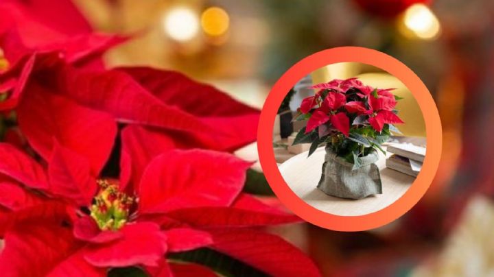 Los lugares 'clave' para colocar las Nochebuenas y atraer abundancia, según el Feng Shui