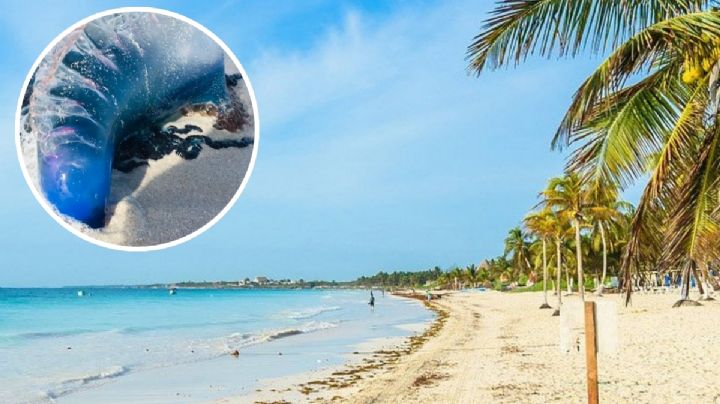Aparecen extraños moluscos en esta playa mexicana; autoridades alertan sobre su presencia