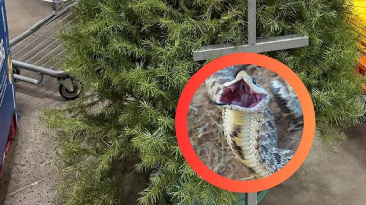 Trabajadores encuentran una serpiente nariz de cerdo escondida en un árbol de Navidad; ¿de dónde vino?