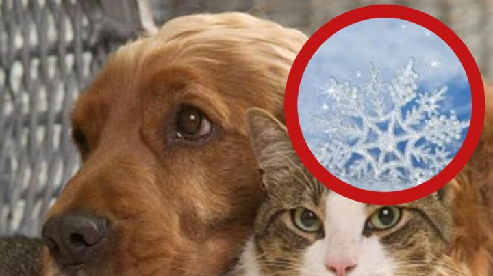 Mascotas: ¿cómo cuidar a los perros y gatos de enfermedades en este invierno?