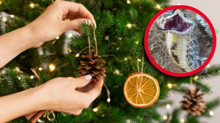 ¿La serpiente nariz de cerdo encontrada en un árbol de Navidad, es venenosa?
