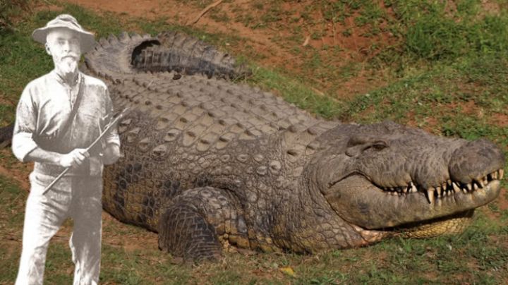 Henry, el cocodrilo que nació en el año 1900 y ha engendrado más de 10 mil crías
