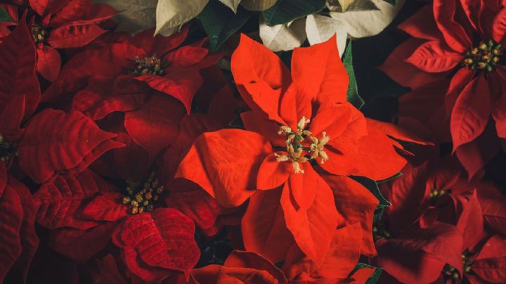 Nochebuena: conoce todo sobre la flor mexicana que pinta de rojo la Navidad