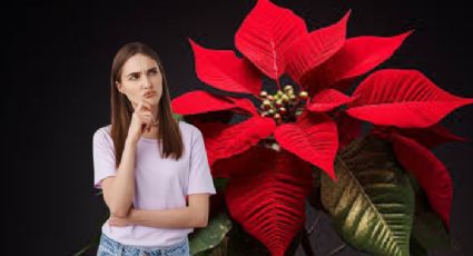 Navidad: ¿por qué la nochebuena solo florece en invierno?; esta es la verdad