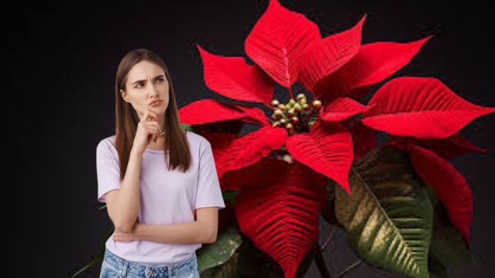 Navidad: ¿por qué la nochebuena solo florece en invierno?; esta es la verdad
