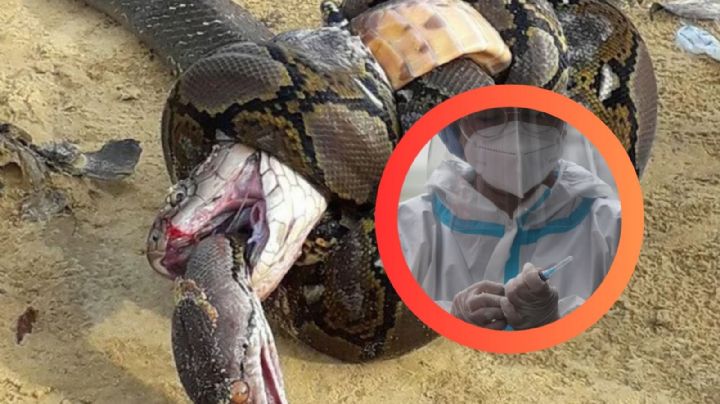 Serpiente 'resucita' tras ser devorada por otra; científicos investigan