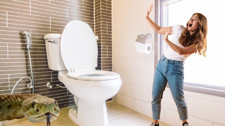 Texas: serpiente se oculta en excusado y muerde a mujer