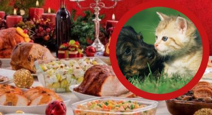 Navidad 2024: estos alimentos podrían poner en riesgo la salud de tus mascotas