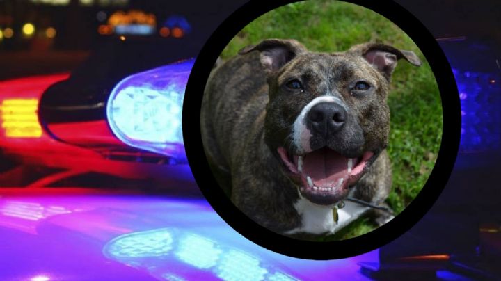 Amarga Navidad: perro pitbull ataca y mata a niño de 4 años; detienen a su dueño
