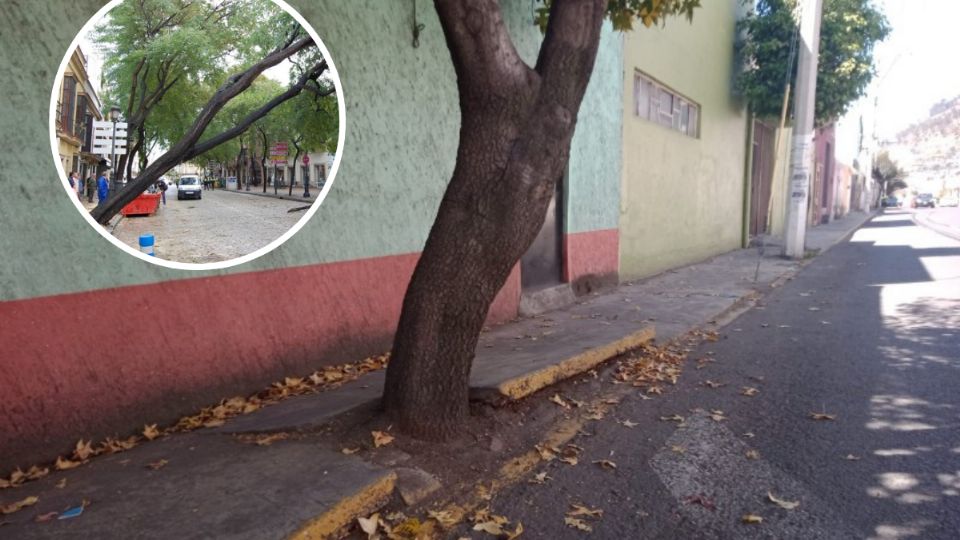 Este tipo de árboles podrían dañar tu domicilio