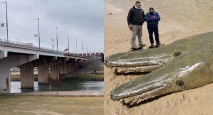 Atrapan catán de dos cabezas en el río Bravo; mide 15 metros | FOTOS