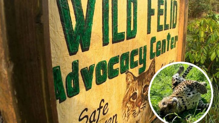 Virus mata a 20 felinos en santuario de EU; aún se investiga cómo se contagiaron