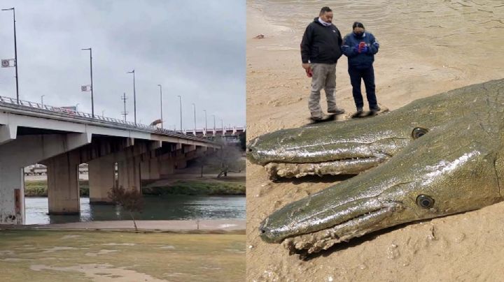 Atrapan catán de dos cabezas en el río Bravo; mide 15 metros | FOTOS