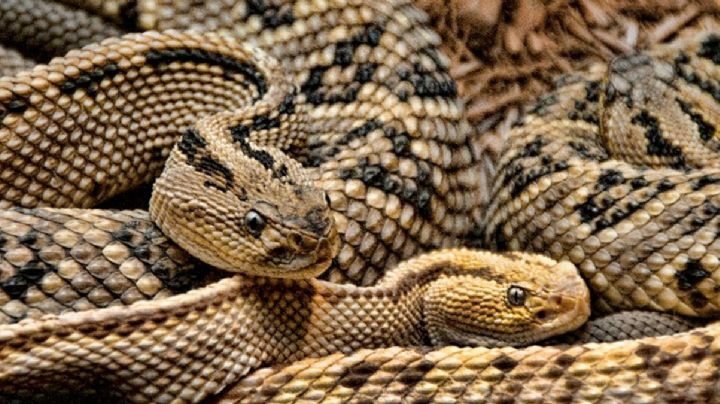 ¿Por qué algunas serpientes se devoran unas a otras?