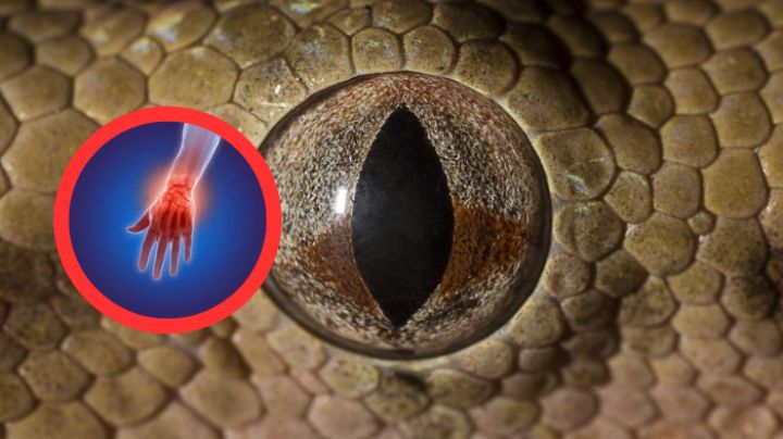 Esto es lo que le pasaría a tu cuerpo si es mordido por la serpiente más venenosa del mundo | VIDEO