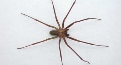 ¿Todas nos quieren picar?; 6 mitos sobre las arañas que probablemente no conocías