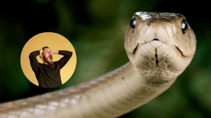 ¿Qué hacer si encuentras una víbora en tu casa?, matarlas no es opción