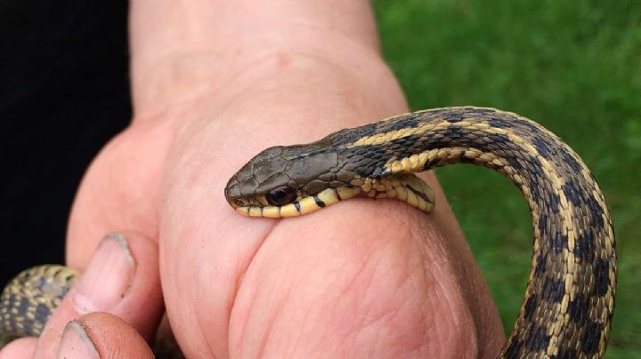 ¿Sufriste una picadura? Así puedes identificar si una víbora es venenosa