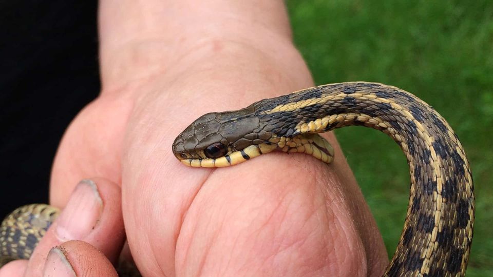 Identifica a una víibora venenosa