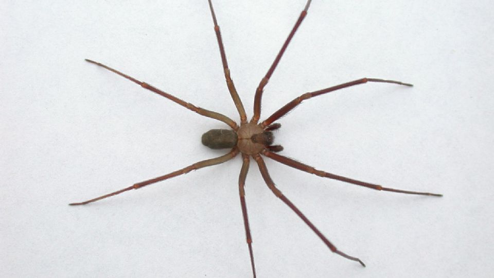 Gran parte de los miedos sobre las arañas son infundados