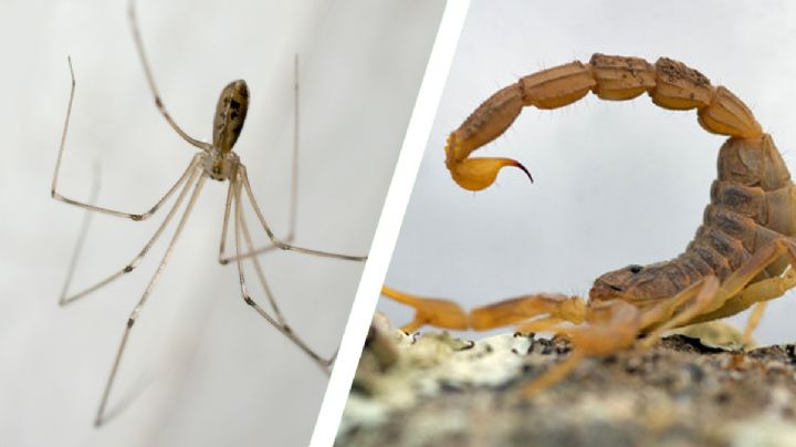 Araña patona mata a peligroso alacrán y salva a familia de mortal picadura | VIDEO asombroso