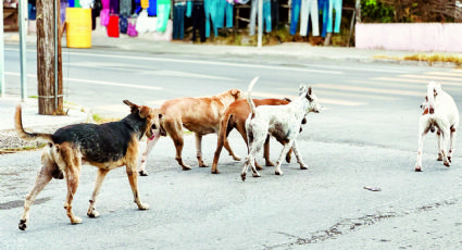Nuevo Laredo: viven en la calle 20 mil perros