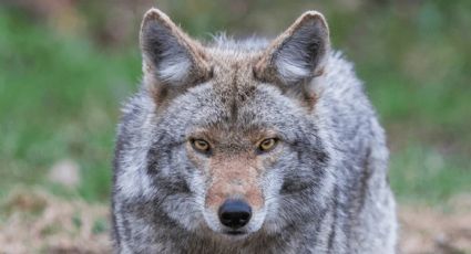 Coyotes atacan a niños en parque de Texas; "mordió al menor para arrastrarlo al bosque": policía