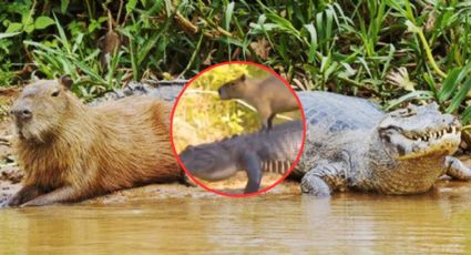 ¡¿Y no se lo come?! Un cocodrilo y un capibara se vuelven amigos | VIDEO