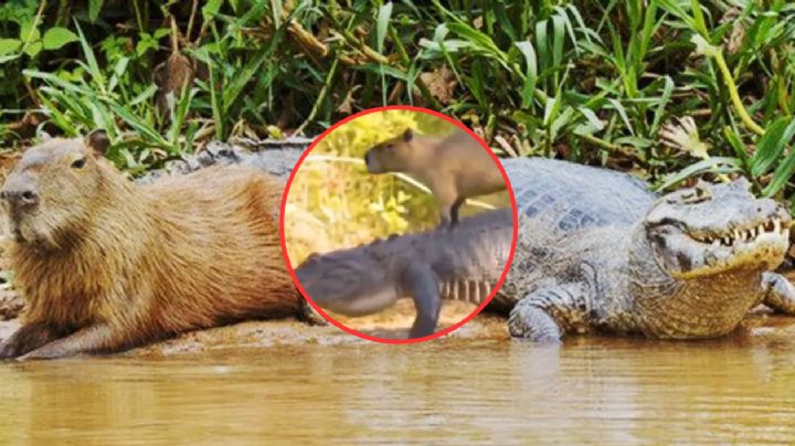 ¡¿Y no se lo come?! Un cocodrilo y un capibara se vuelven amigos | VIDEO