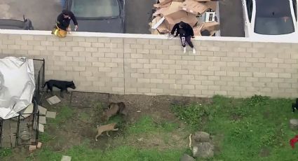 Hombre alimentaba a sus cinco pitbulls; perros lo desconocen y atacan hasta acabar con su vida