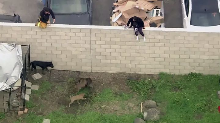 Hombre alimentaba a sus cinco pitbulls; perros lo desconocen y atacan hasta acabar con su vida