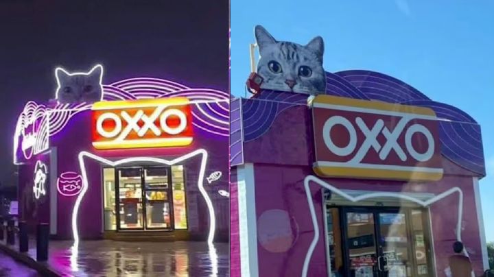 ¿Dónde está el 'Michi Oxxo'?, tienda felina para los amantes de los gatos