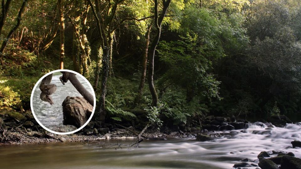 Carlos HN Pescando comparte aventuras en la selva, ríos y bosques de Honduras