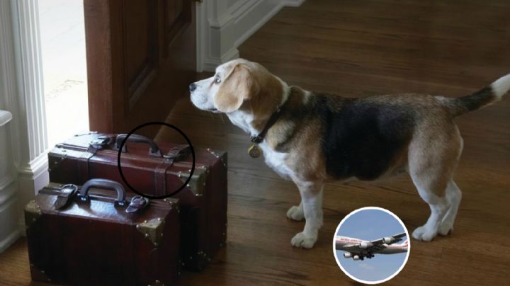 Vacaciones Semana Santa: esto necesitas para viajar en avión con tu mascota