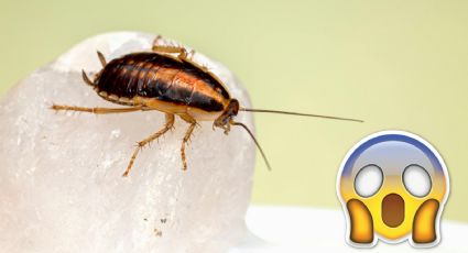 3 tips para evitar la aparición de cucarachas en tu casa en temporada de calor