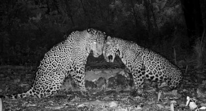 Avistamiento de jaguares en Tamaulipas: una señal de esperanza para la conservación de la especie