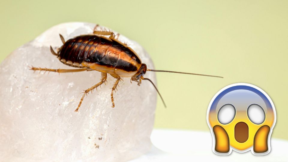 ¿Cómo evitar que las cucaracha aparezca en tu hogar?