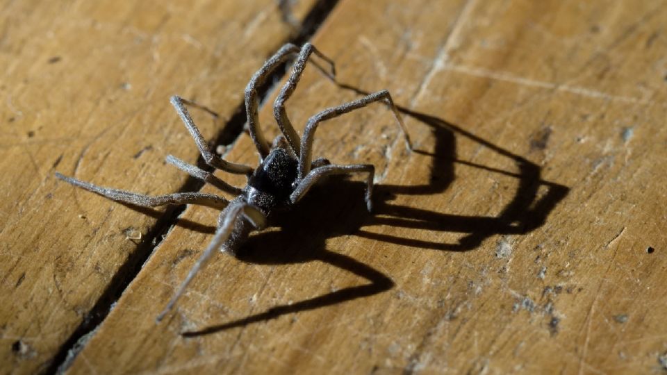 La araña violinista se reproduce en época de calor