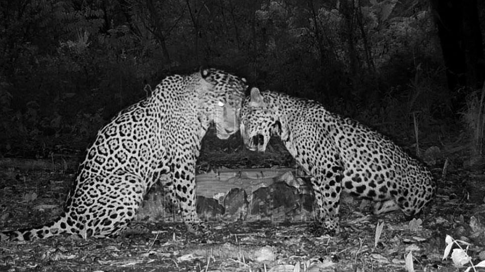 Jaguares captados en Tamaulipas