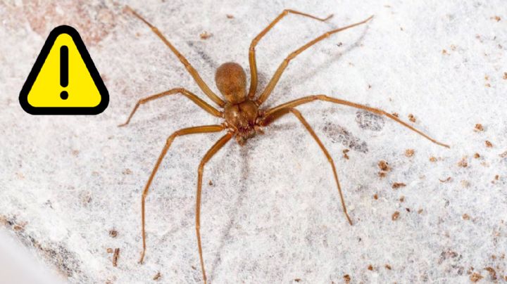 Arañas violinistas se acercan, ¿cuándo comienza la temporada?